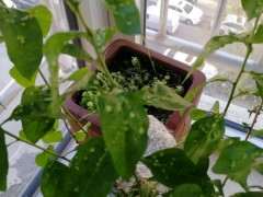 枸杞下山桩被樱螨虫感染 怎么办 图片