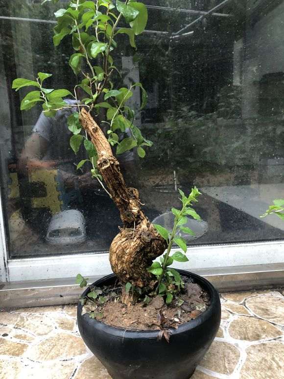 为什么枸杞下山桩会有白粉病 怎么办