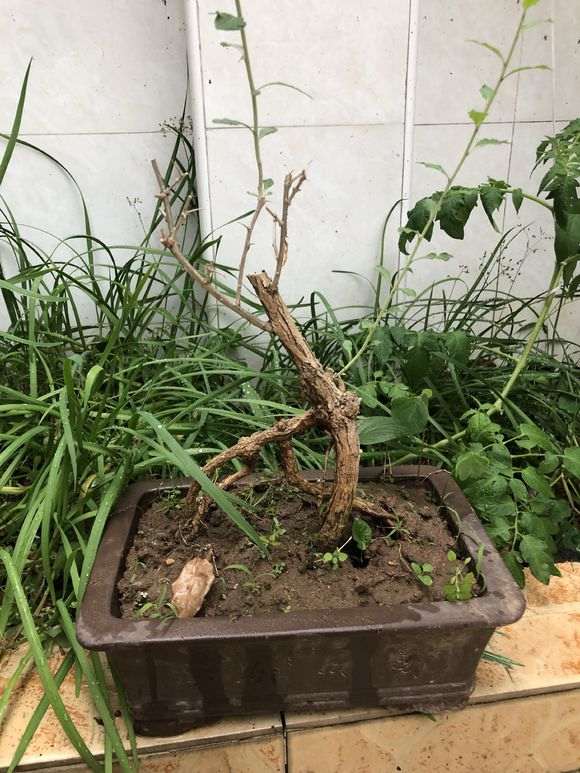 为什么枸杞下山桩会有白粉病 怎么办