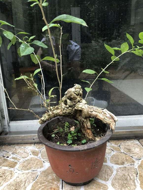 为什么枸杞下山桩会有白粉病 怎么办