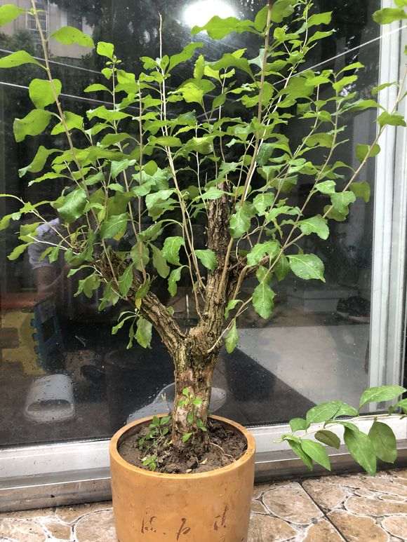 为什么枸杞下山桩会有白粉病 怎么办