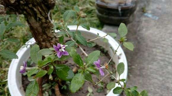 为什么枸杞下山桩不分公母 图片