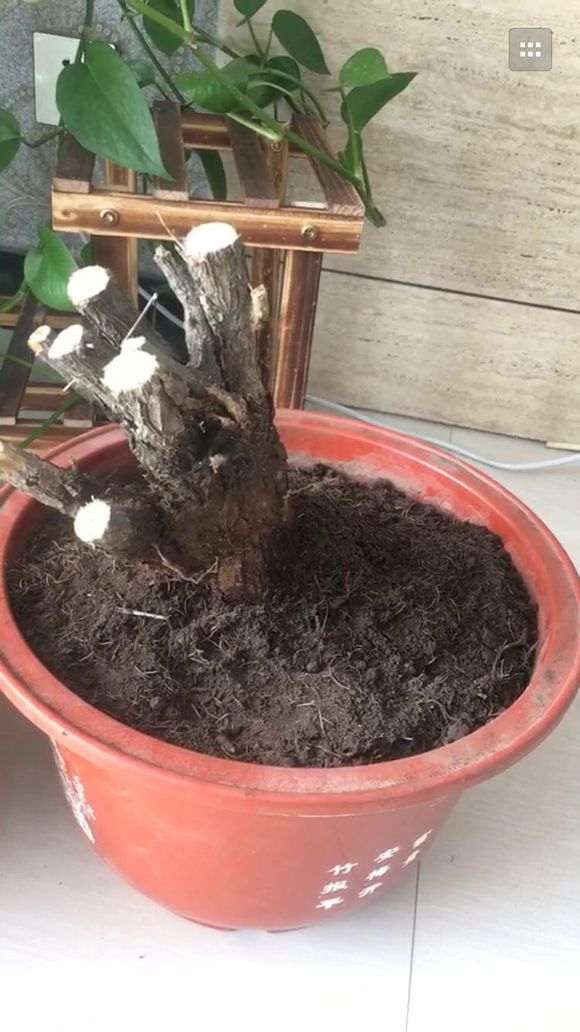 为什么枸杞下山桩不分公母 图片