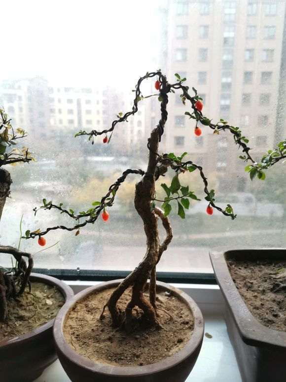 枸杞下山桩有叶子白粉病吗 怎么办 图片