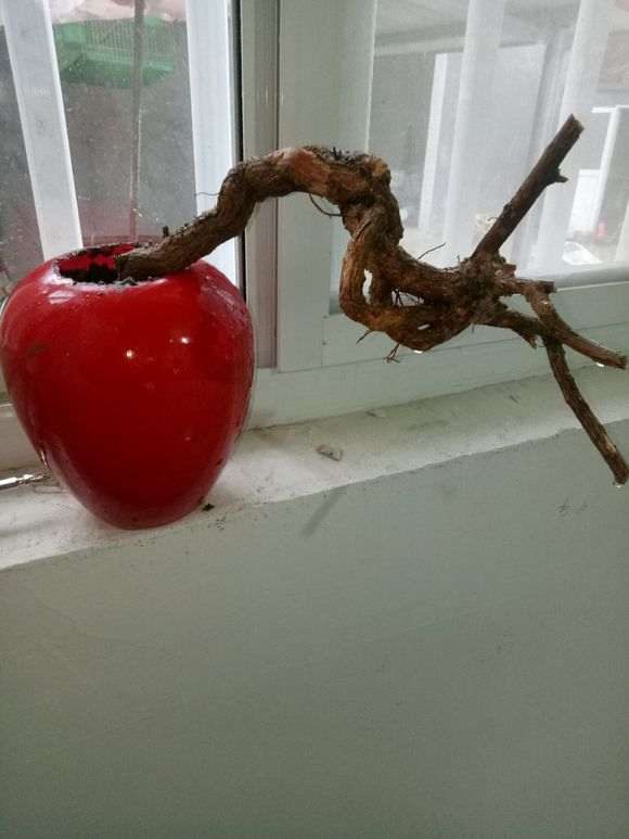 下雨天 枸杞下山桩没事 太好了 图片