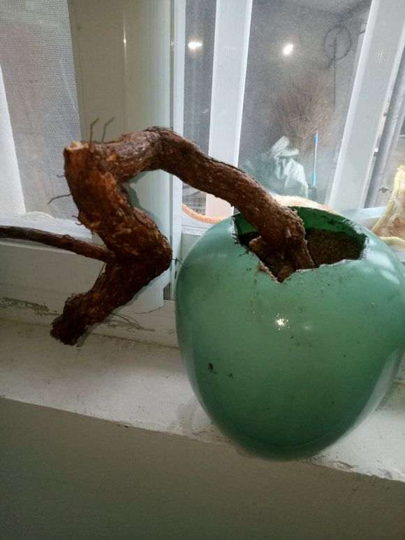 下雨天 枸杞下山桩没事 太好了 图片