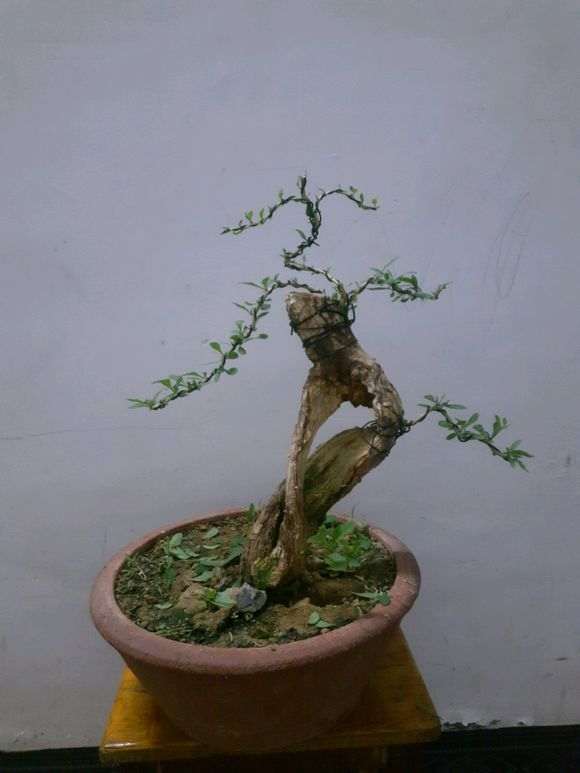 感觉枸杞下山桩被自己整废了 大家看看