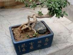 为什么枸杞下山桩结小辣椒的果 图片