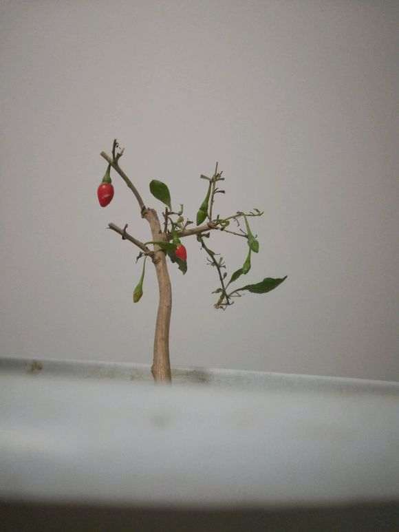 为什么枸杞下山桩是树 不是秧 图片