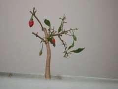 为什么枸杞下山桩是树 不是秧 图片