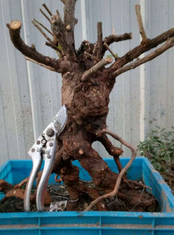 一下午 就抠出来两棵枸杞下山桩 图片