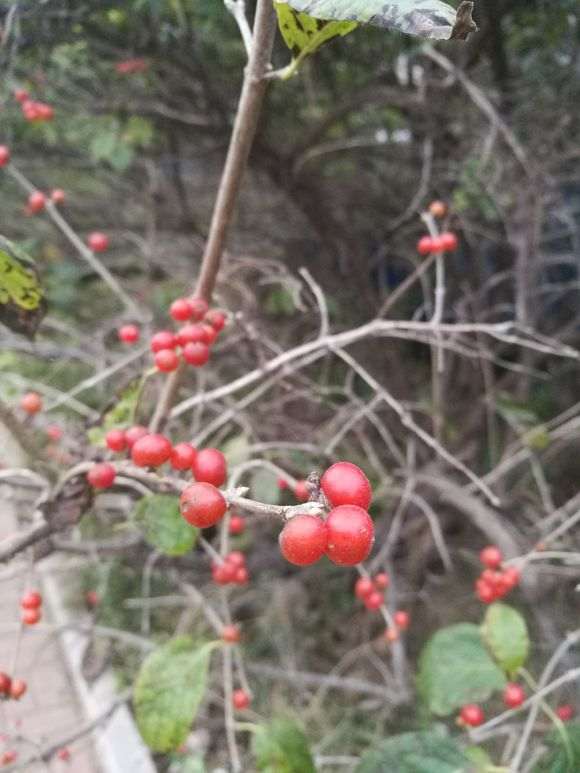 这是什么下山桩 浆果质地类似枸杞 图片