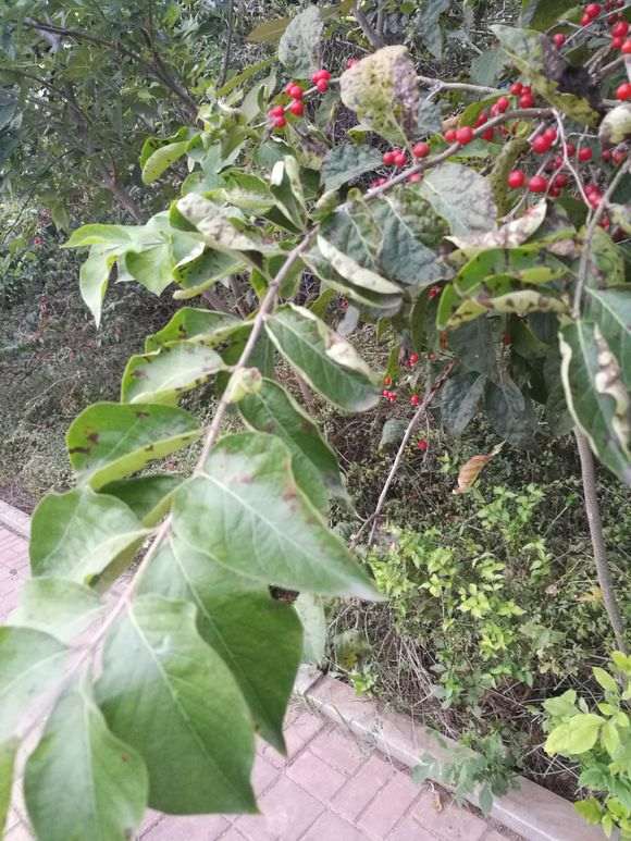 这是什么下山桩 浆果质地类似枸杞 图片