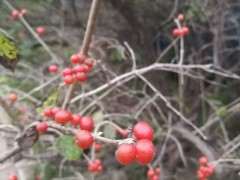 这是什么下山桩 浆果质地类似枸杞 图片