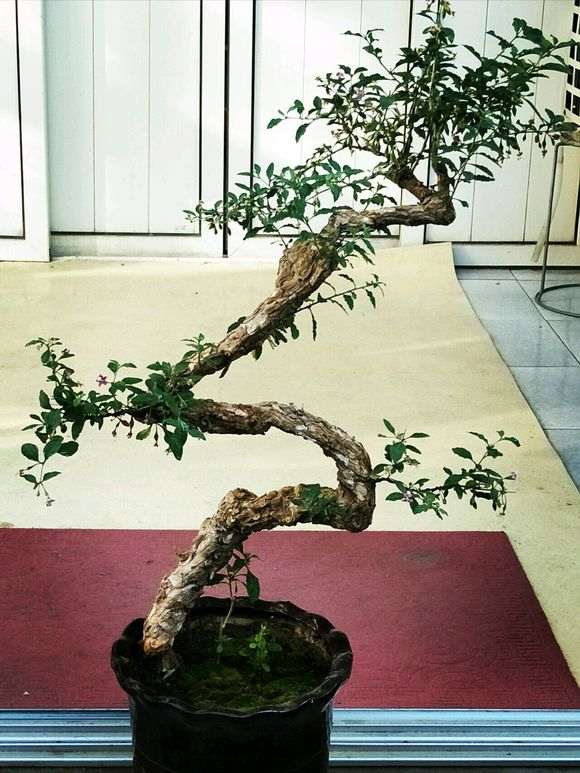 枸杞下山桩在春节前 室内发芽了 图片