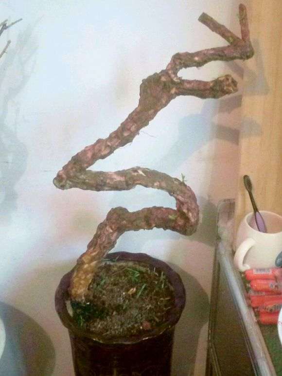 为什么海棠和枸杞下山桩的土壤需偏碱性