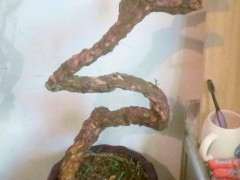 为什么海棠和枸杞下山桩的土壤需偏碱性