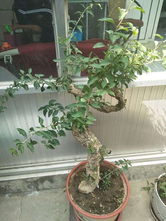 枸杞下山桩的枝条变色老化 怎么办