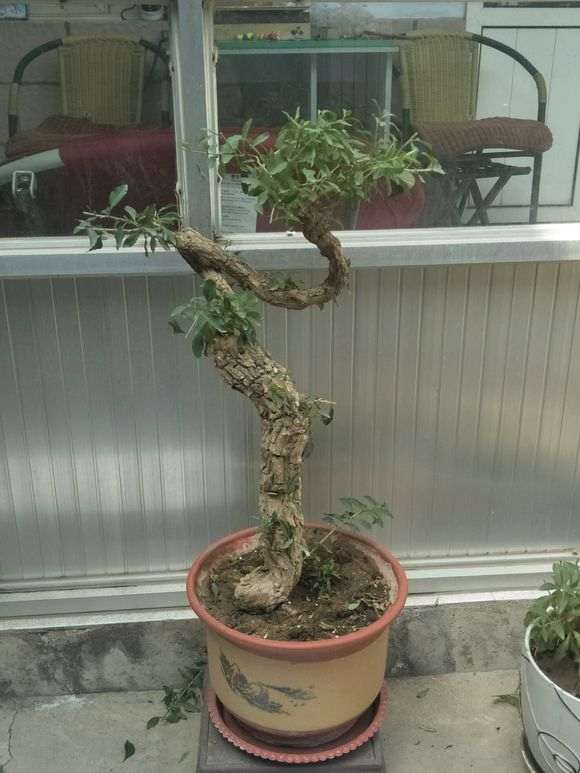 枸杞下山桩的枝条变色老化 怎么办