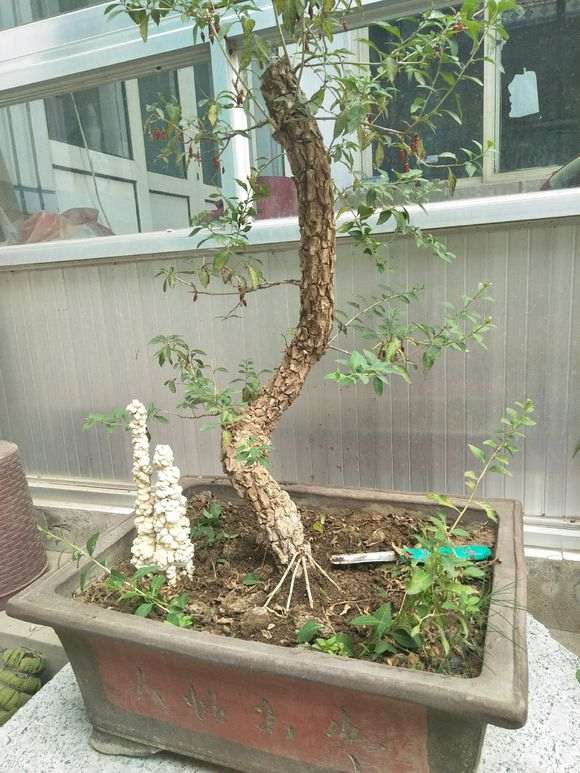 怎么让枸杞下山桩的根桩更稳固 图片