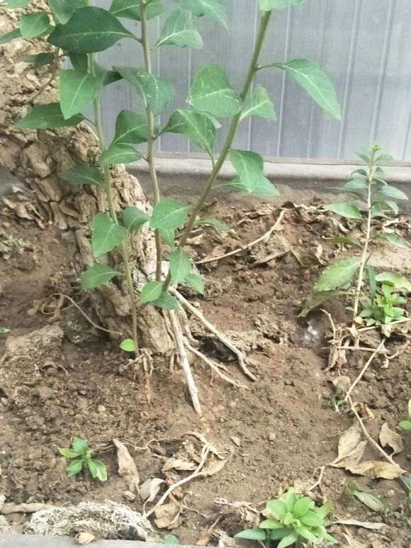 怎么让枸杞下山桩的根桩更稳固 图片