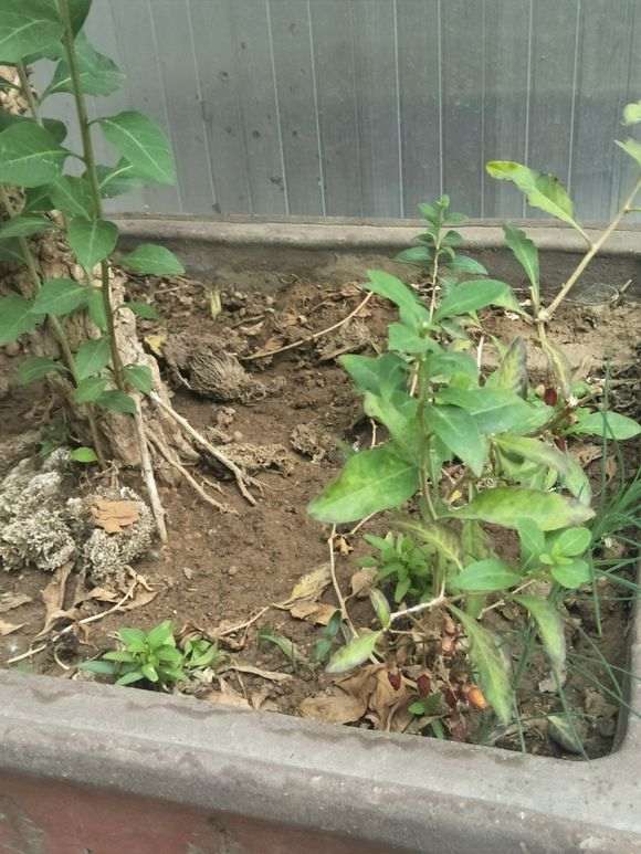 怎么让枸杞下山桩的根桩更稳固 图片