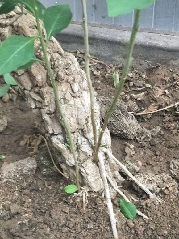 怎么让枸杞下山桩的根桩更稳固 图片