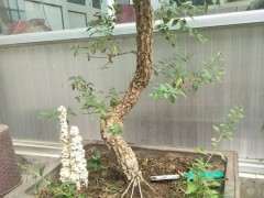 怎么让枸杞下山桩的根桩更稳固 图片