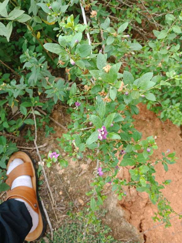 这个是什么枸杞下山桩树 栽了六七年了