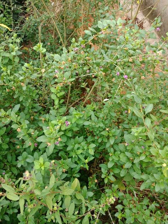 这个是什么枸杞下山桩树 栽了六七年了