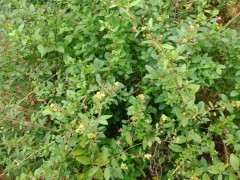 这个是什么枸杞下山桩树 栽了六七年了