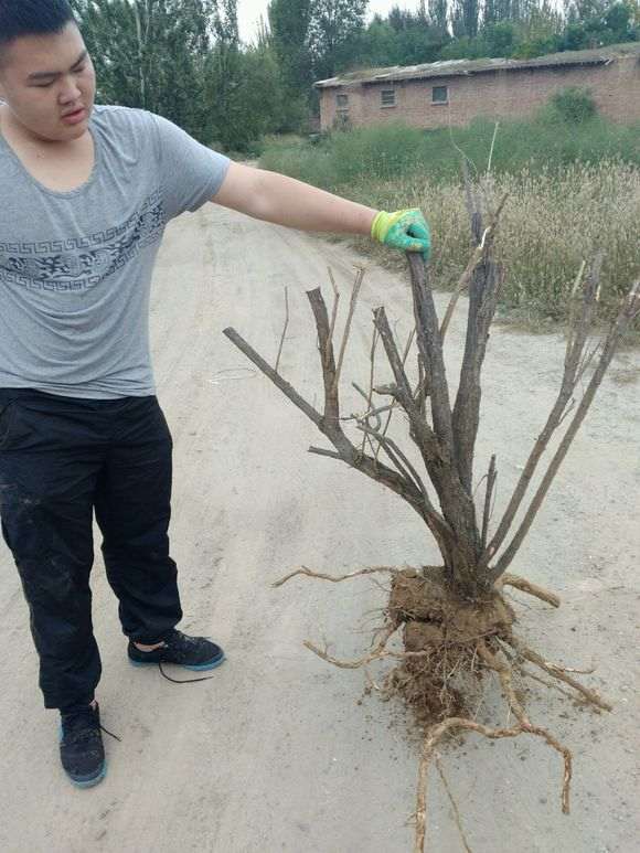 刚挖的贺兰山枸杞下山桩大老桩 图片