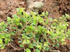 为什么这才是真正小叶榔榆下山桩 图片