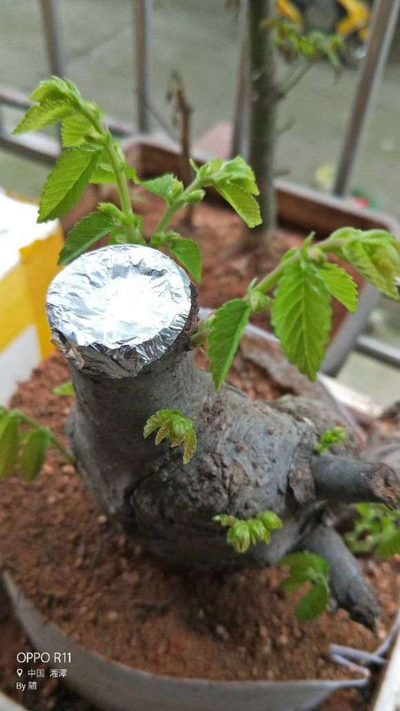 为什么榔榆下山桩发芽强壮 叶子就大