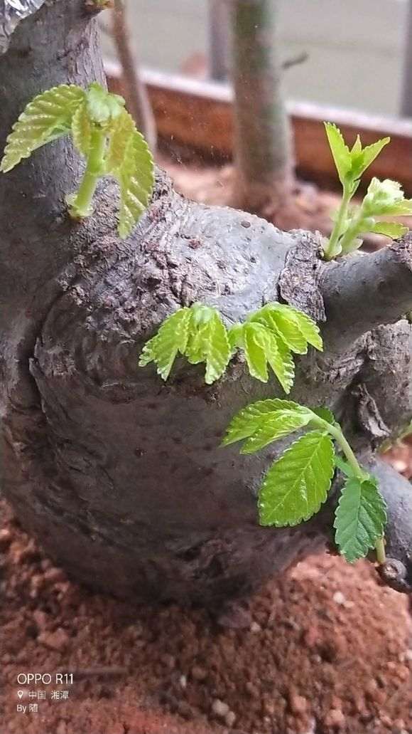 为什么榔榆下山桩发芽强壮 叶子就大