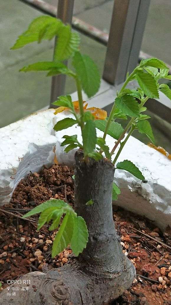 为什么榔榆下山桩发芽强壮 叶子就大