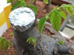 为什么榔榆下山桩发芽强壮 叶子就大