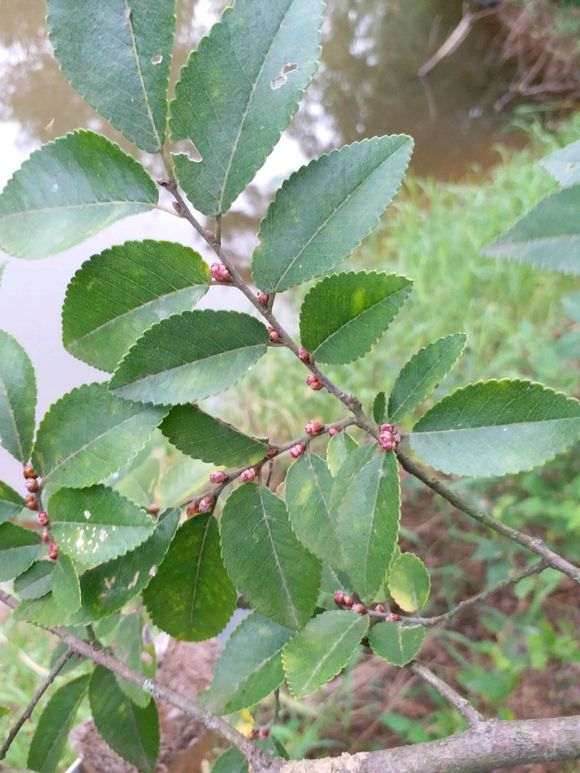 为什么榔榆下山桩开花了 图片