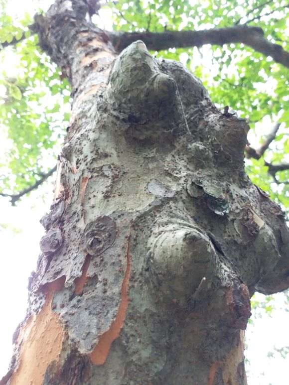 为什么榔榆下山桩开花了 图片