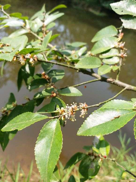 为什么榔榆下山桩开花了 图片