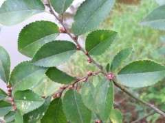 为什么榔榆下山桩开花了 图片