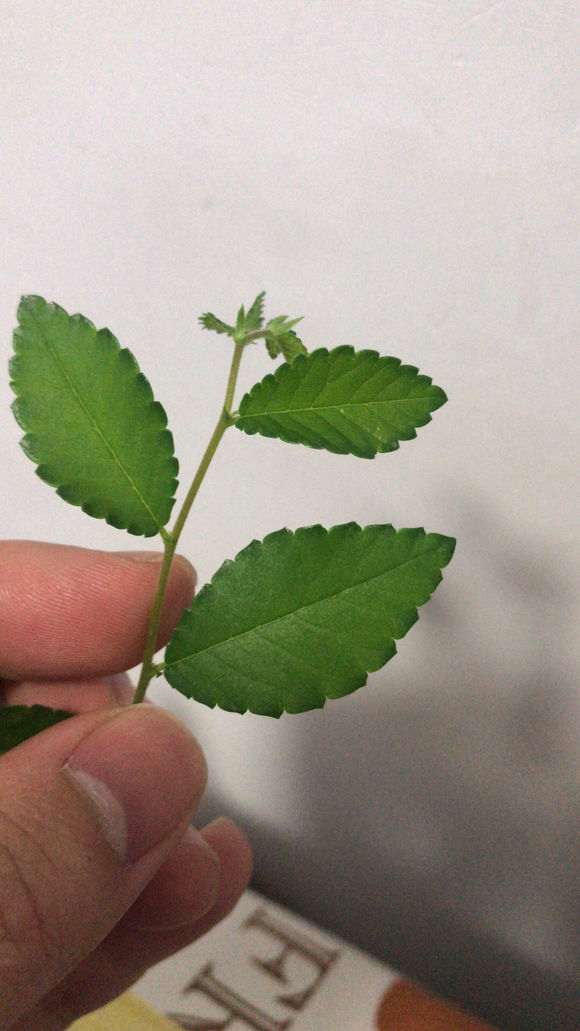 榔榆下山桩出来的叶咋这么大 怎么办