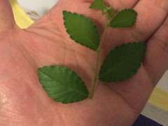 榔榆下山桩的叶子 咋这么大 怎么办