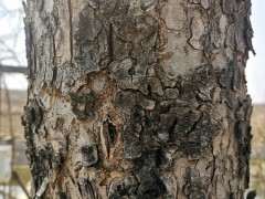 榔榆下山桩与家榆有什么区别 图片