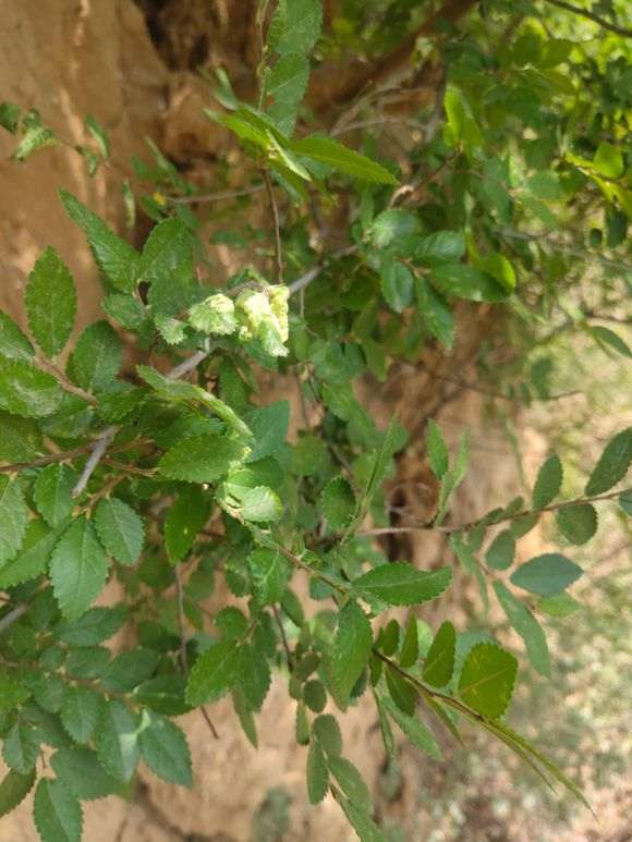 对南榔榆与北榔榆下山桩的思考 图片