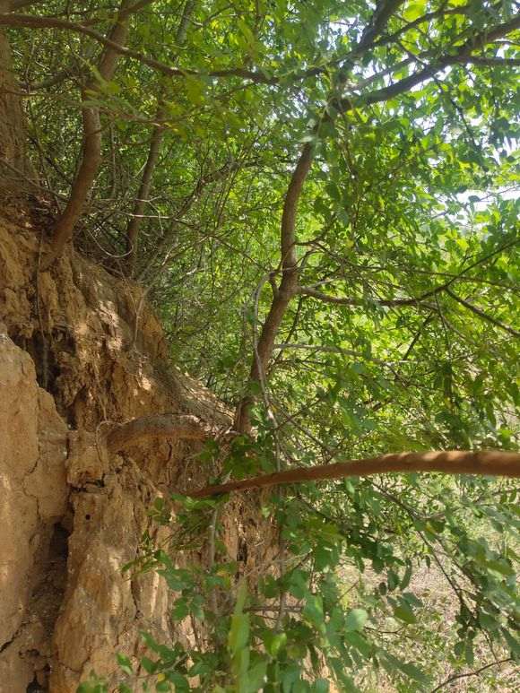 对南榔榆与北榔榆下山桩的思考 图片