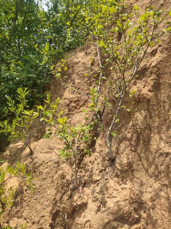 对南榔榆与北榔榆下山桩的思考 图片