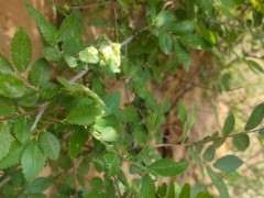 对南榔榆与北榔榆下山桩的思考 图片