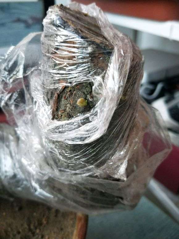 榔榆下山桩活不了 为什么 图片