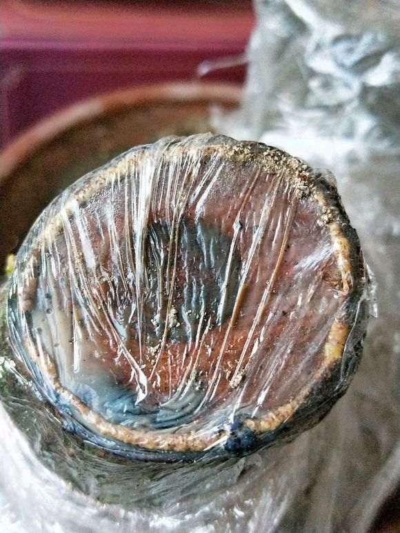 榔榆下山桩活不了 为什么 图片